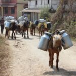 पिकनिक स्थल भुरुंगामा झडप हुँदा दुईजना घाइते