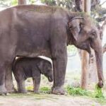 मेचीनगर- ४ स्थित बाहुण्डाँगीमा आजदेखि दुई दिने तरुल महोत्सव हुँदै